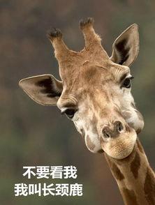 厦门爆料长颈鹿视频播放,视频曝光萌态瞬间，网友直呼可爱爆表！